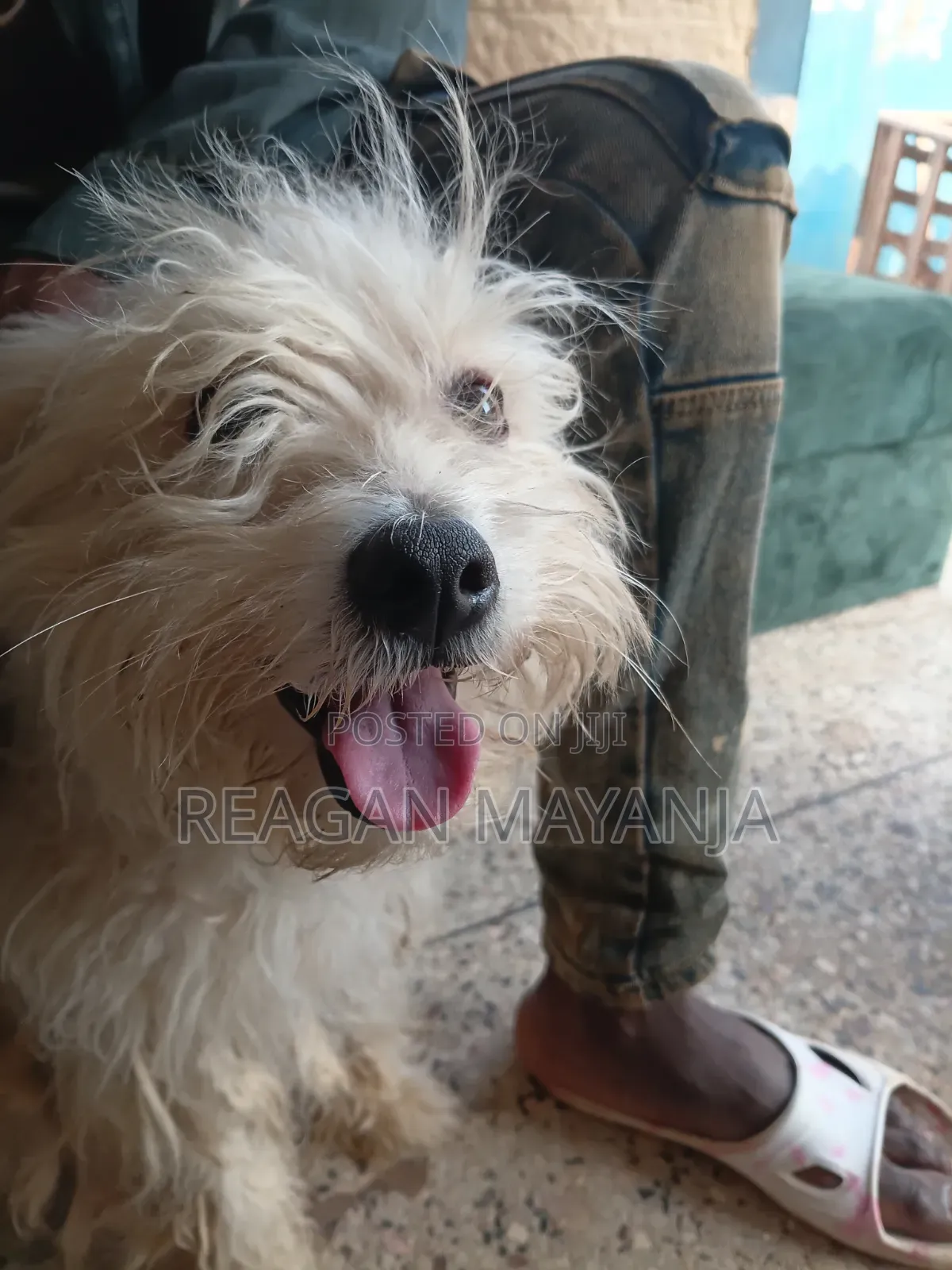 1+ year Female Purebred Dog