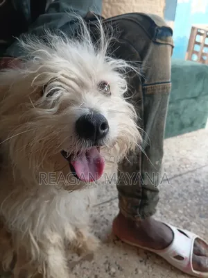 1+ year Female Purebred Dog