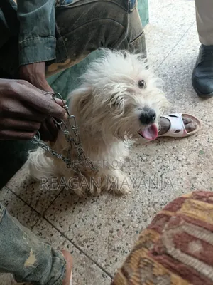1+ year Female Purebred Dog