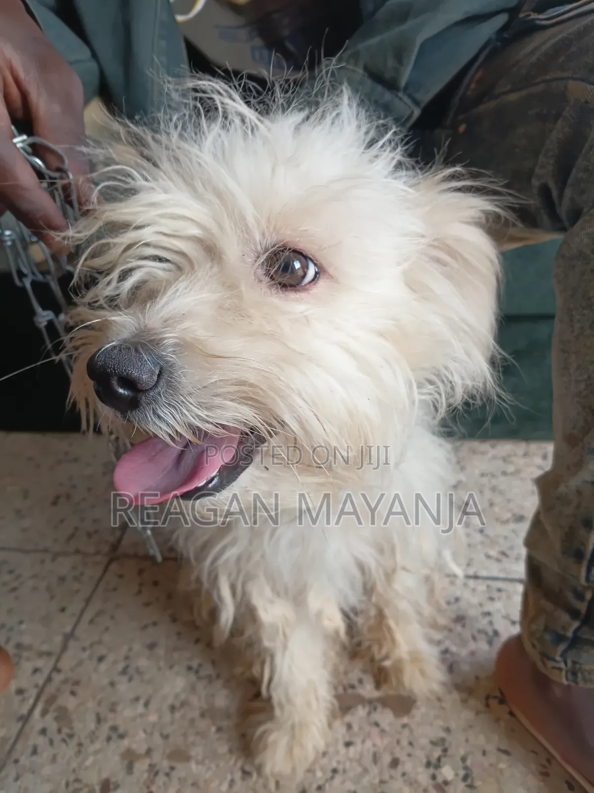 1+ year Female Purebred Dog