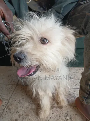 1+ year Female Purebred Dog