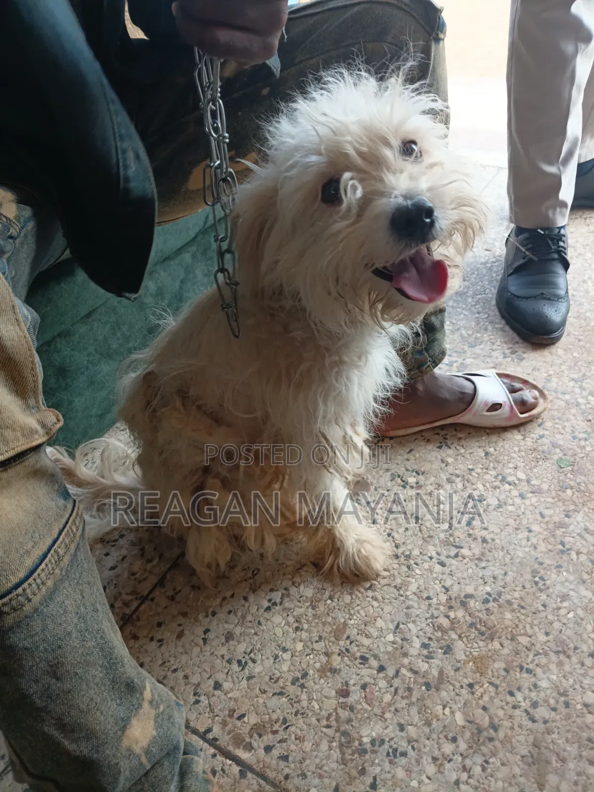 1+ year Female Purebred Dog