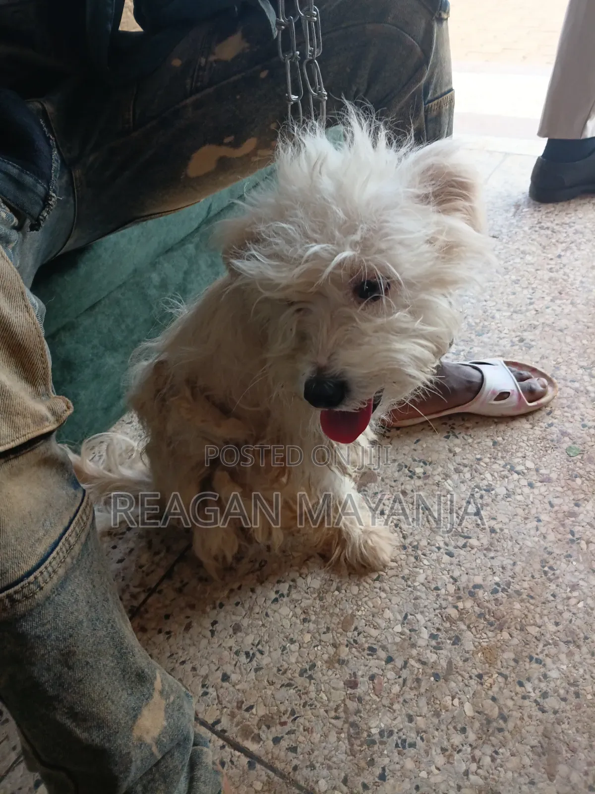 1+ year Female Purebred Dog