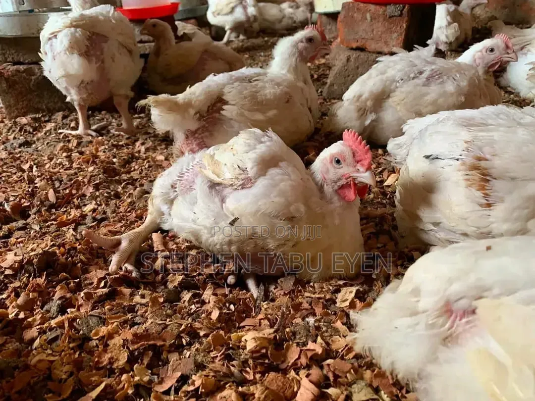 Broiler Chickens