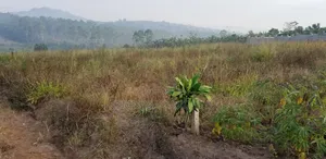50 X 100FT Titled Plot for Sale in Bulamu