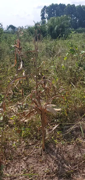 Land for Sell