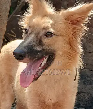3-6 months Female Mixed Breed German Shepherd