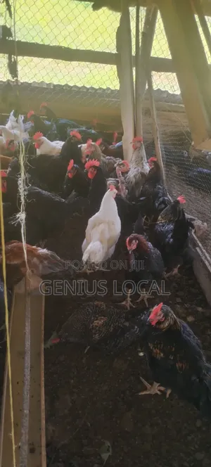 Quick Sale of Local Chicken
