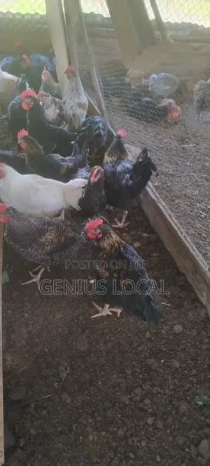 Quick Sale of Local Chicken