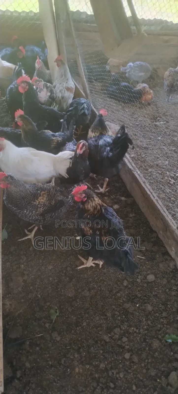 Quick Sale of Local Chicken