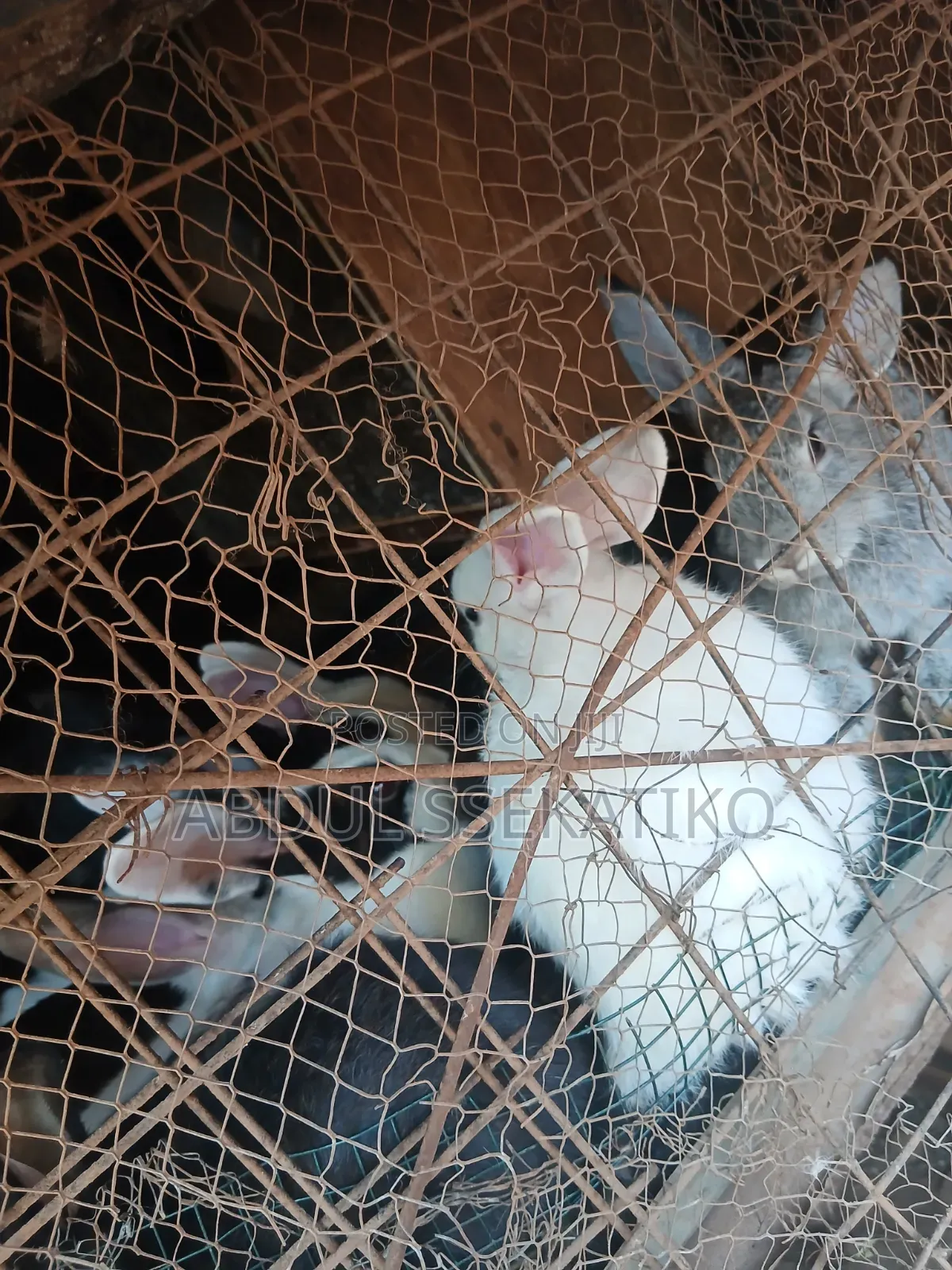 Rabbits for Sale