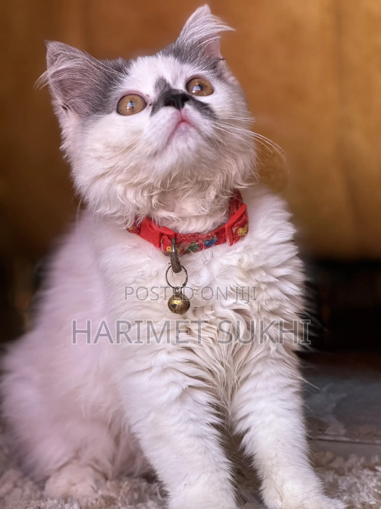 3-6 months Female Purebred Persian