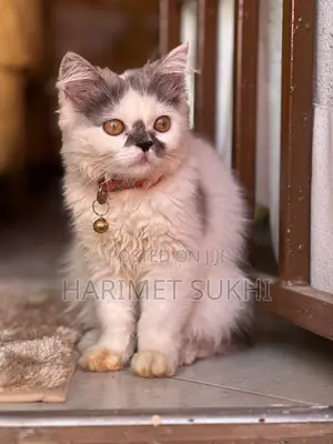 3-6 months Female Purebred Persian