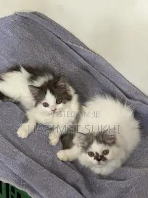3-6 months Female Purebred Persian