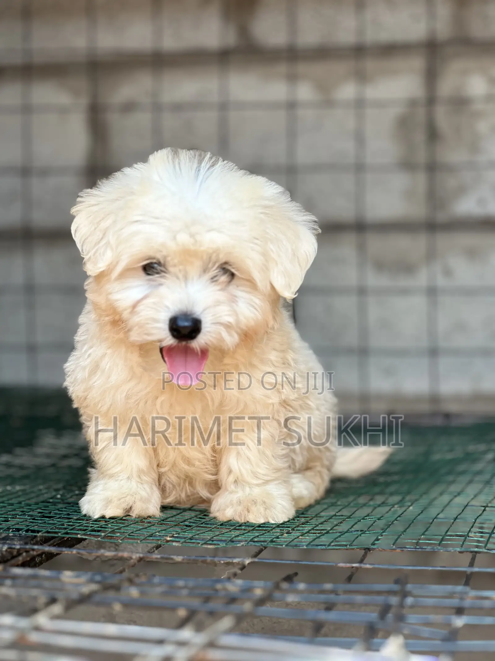 1-3 months Male Purebred Maltese