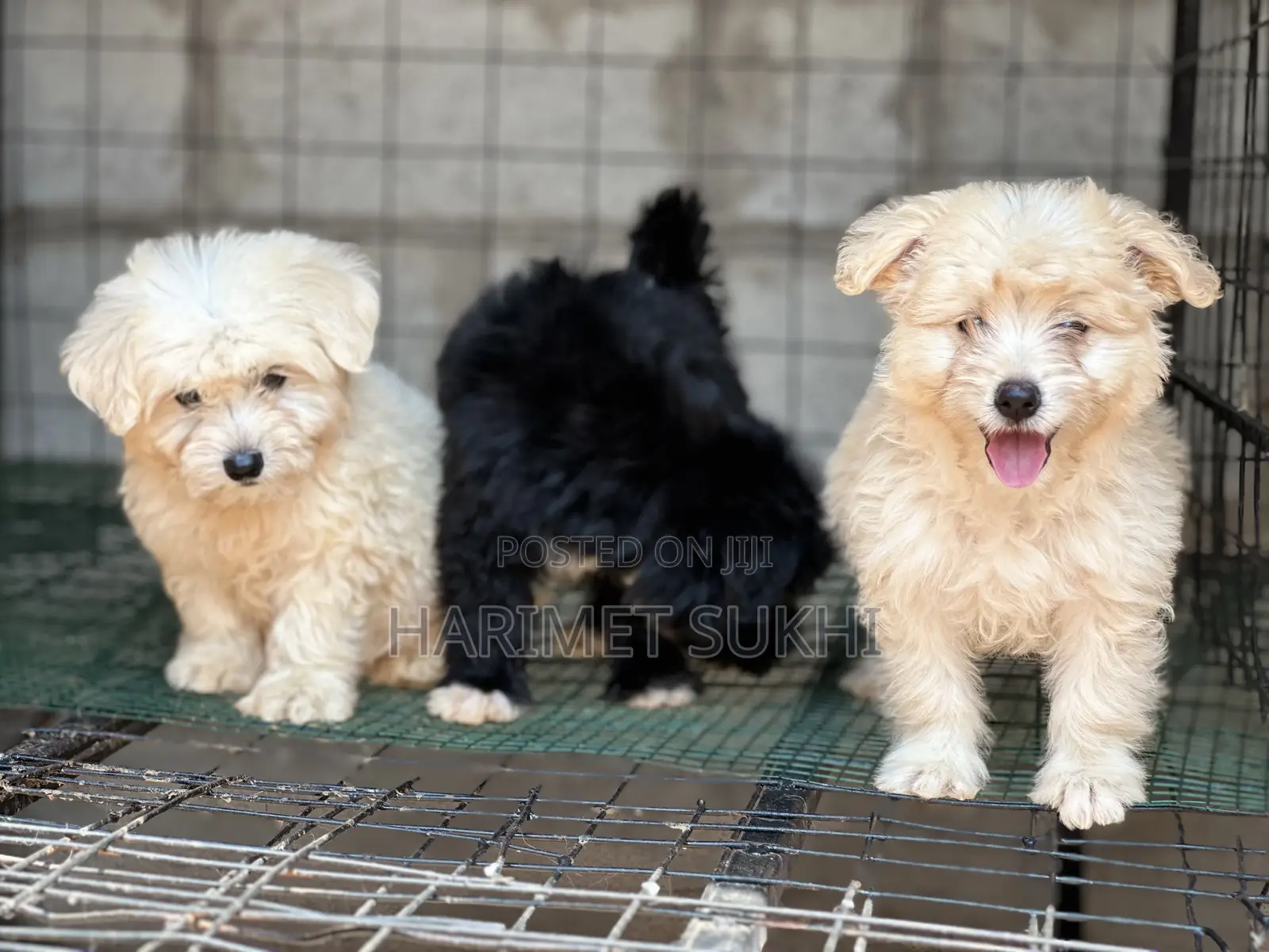 1-3 months Male Purebred Maltese