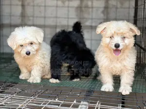 1-3 months Male Purebred Maltese