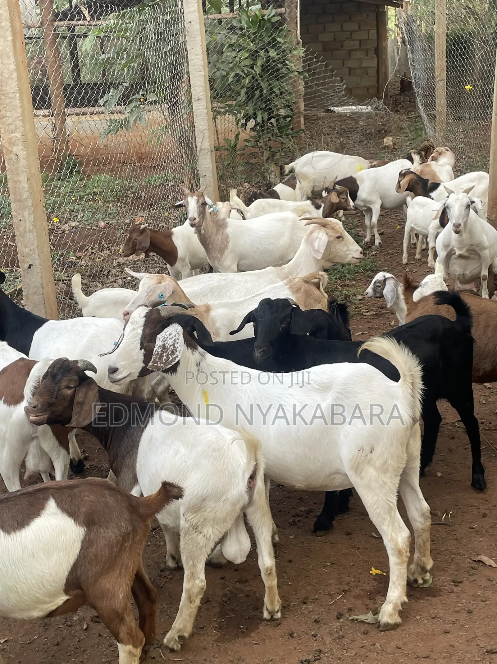 Boer Goats