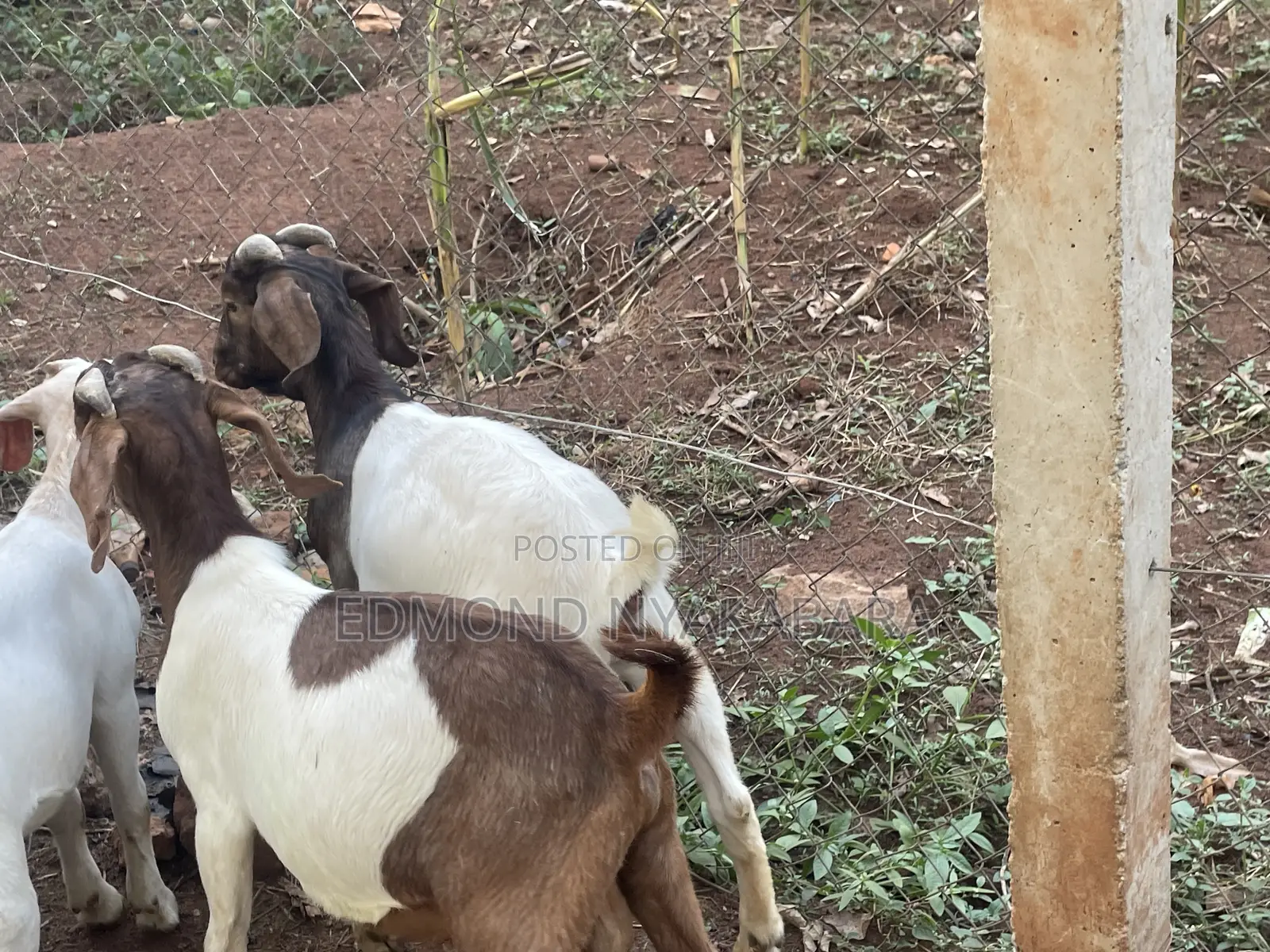 Boer Goats