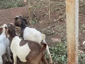 Boer Goats