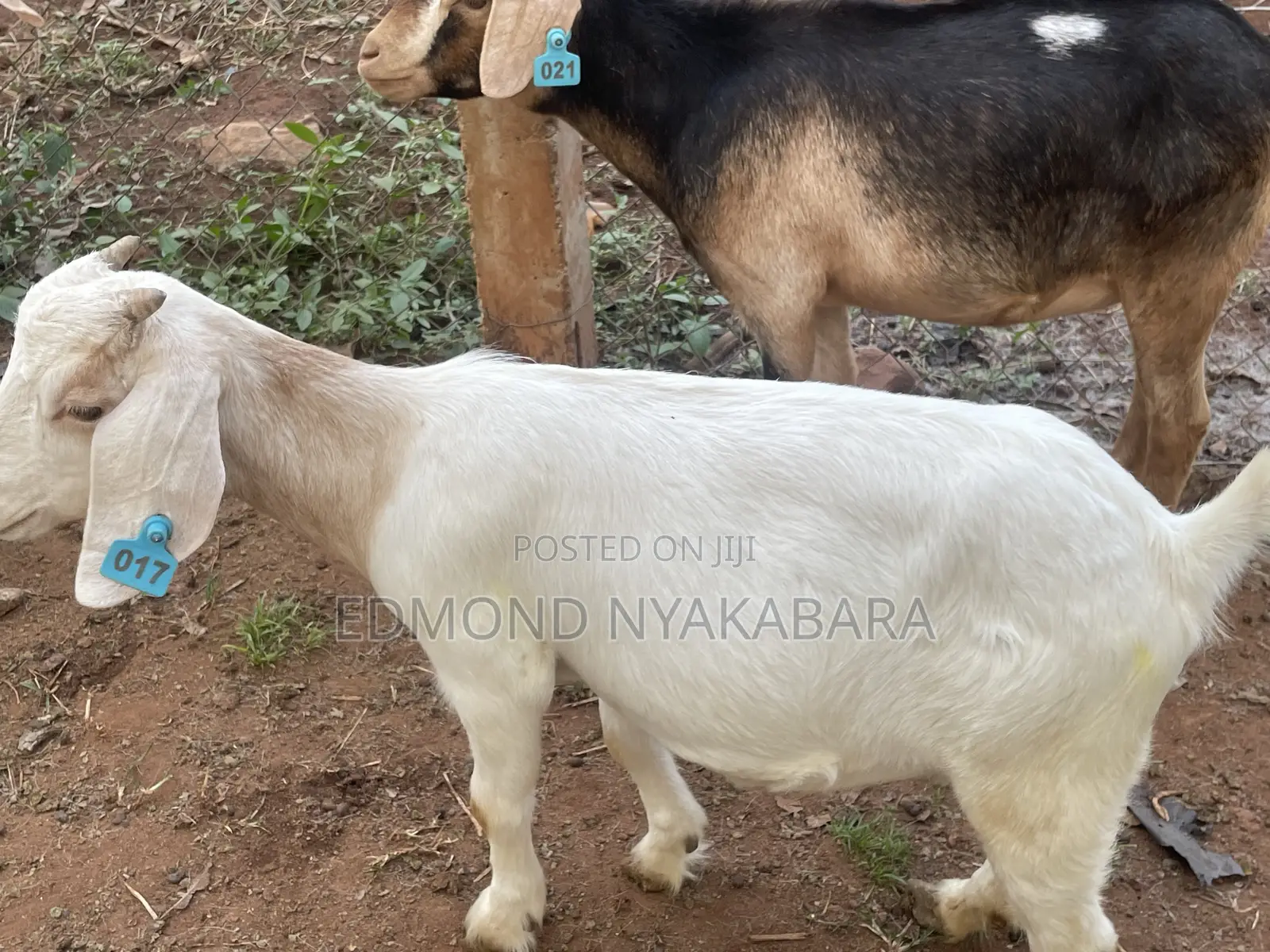 Boer Goats