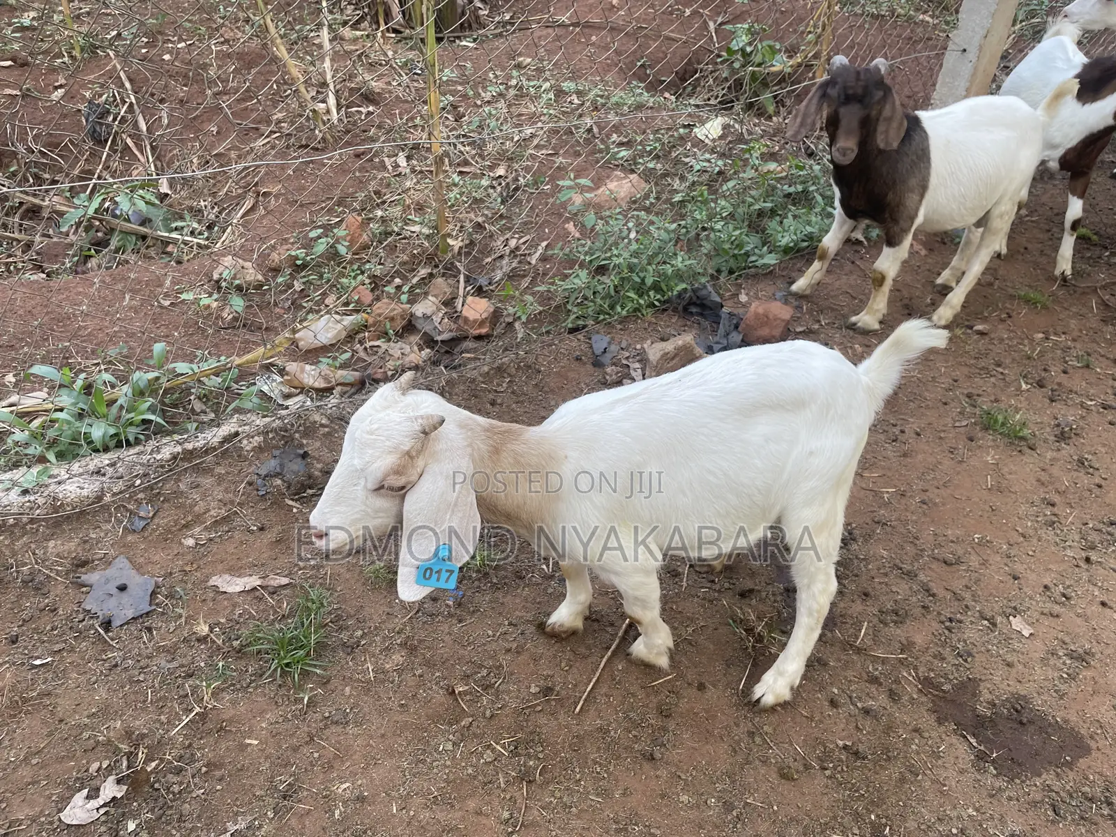 Boer Goats
