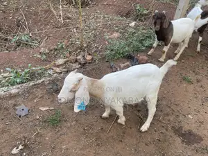 Boer Goats