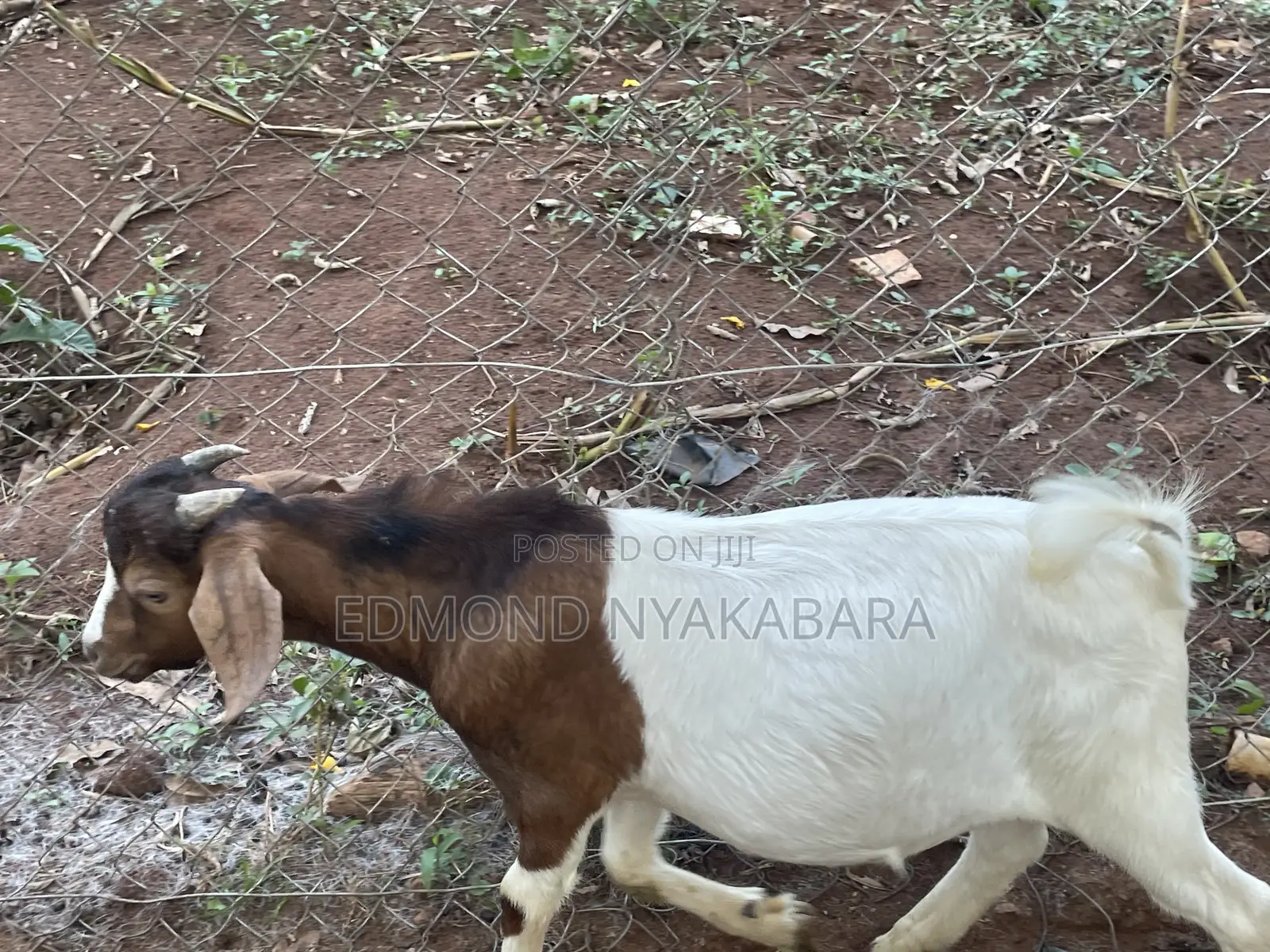 Boer Goats