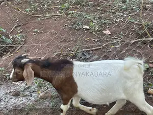 Boer Goats