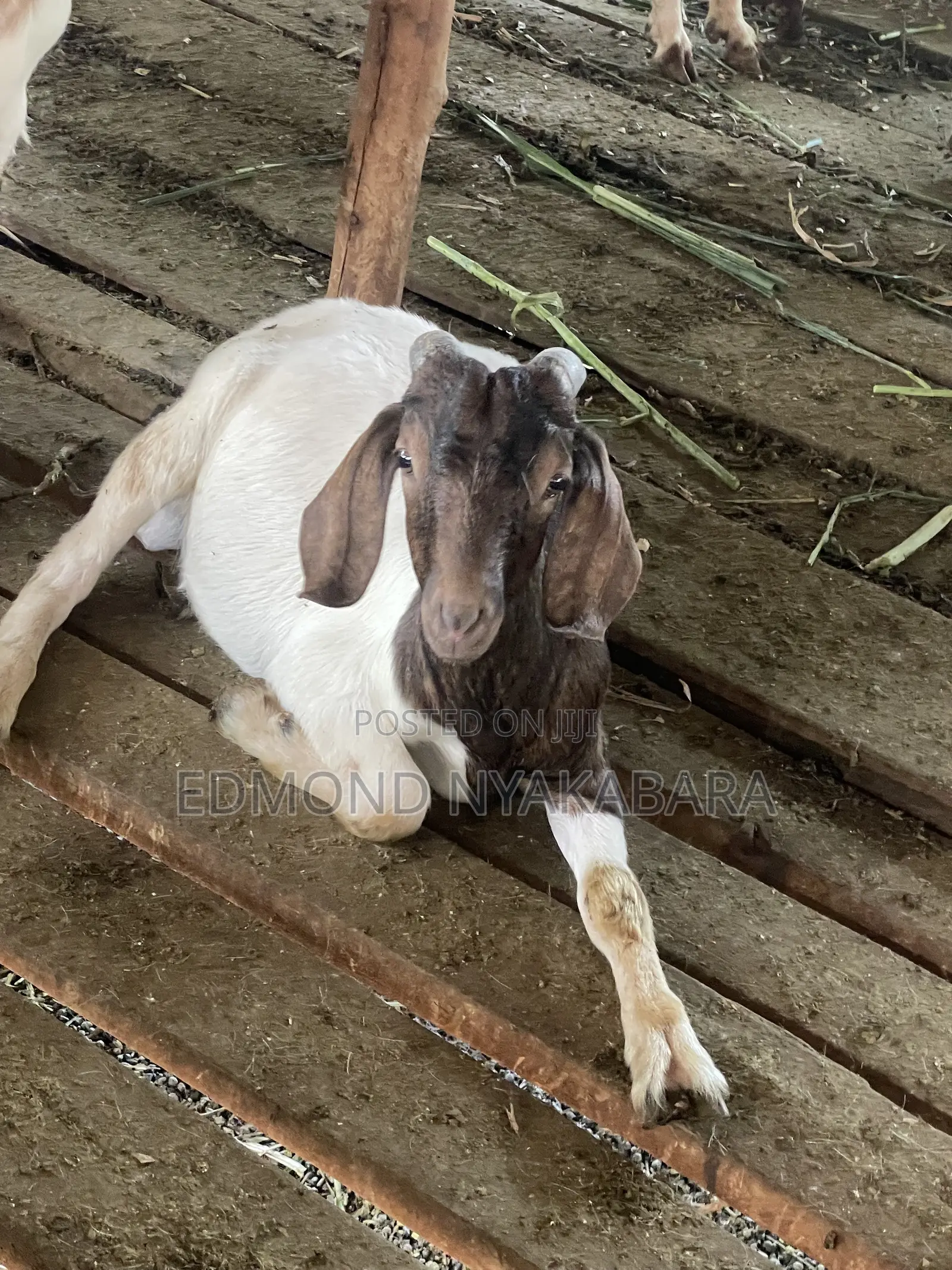 Boer Goats