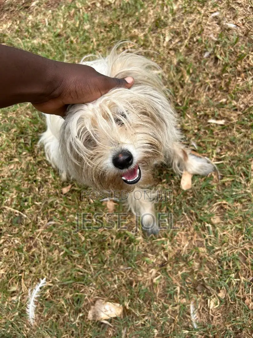 6-12 months Male Purebred Maltese