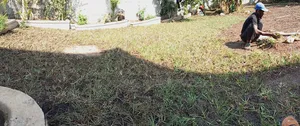 Grass Laying