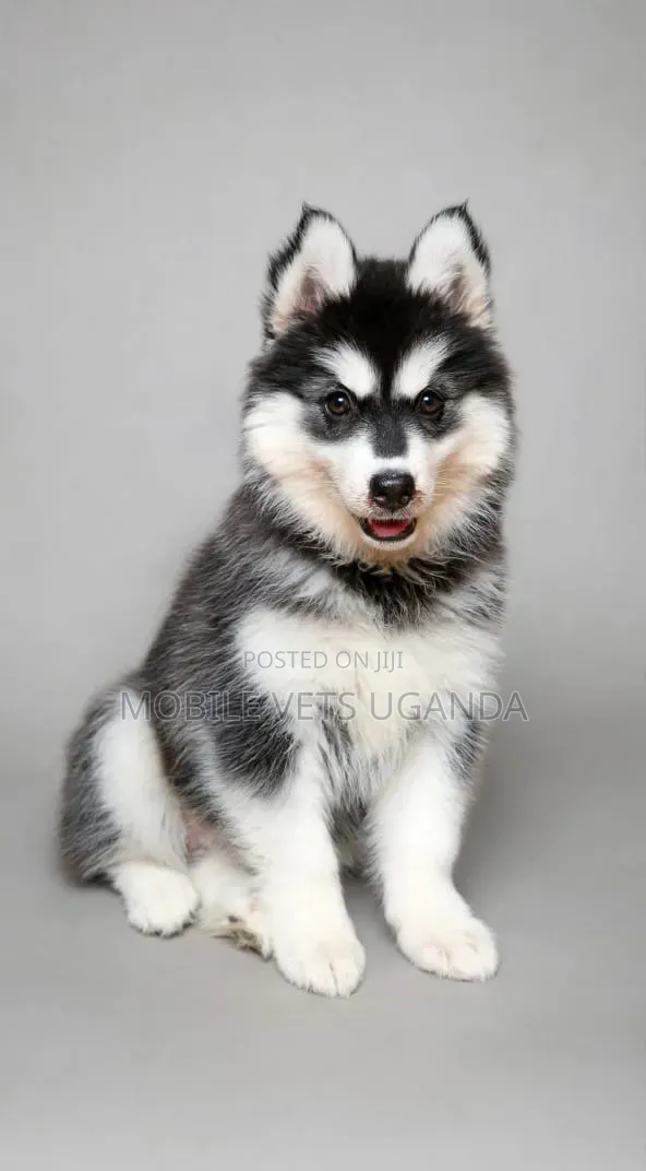3-6 months Female Purebred Siberian Husky