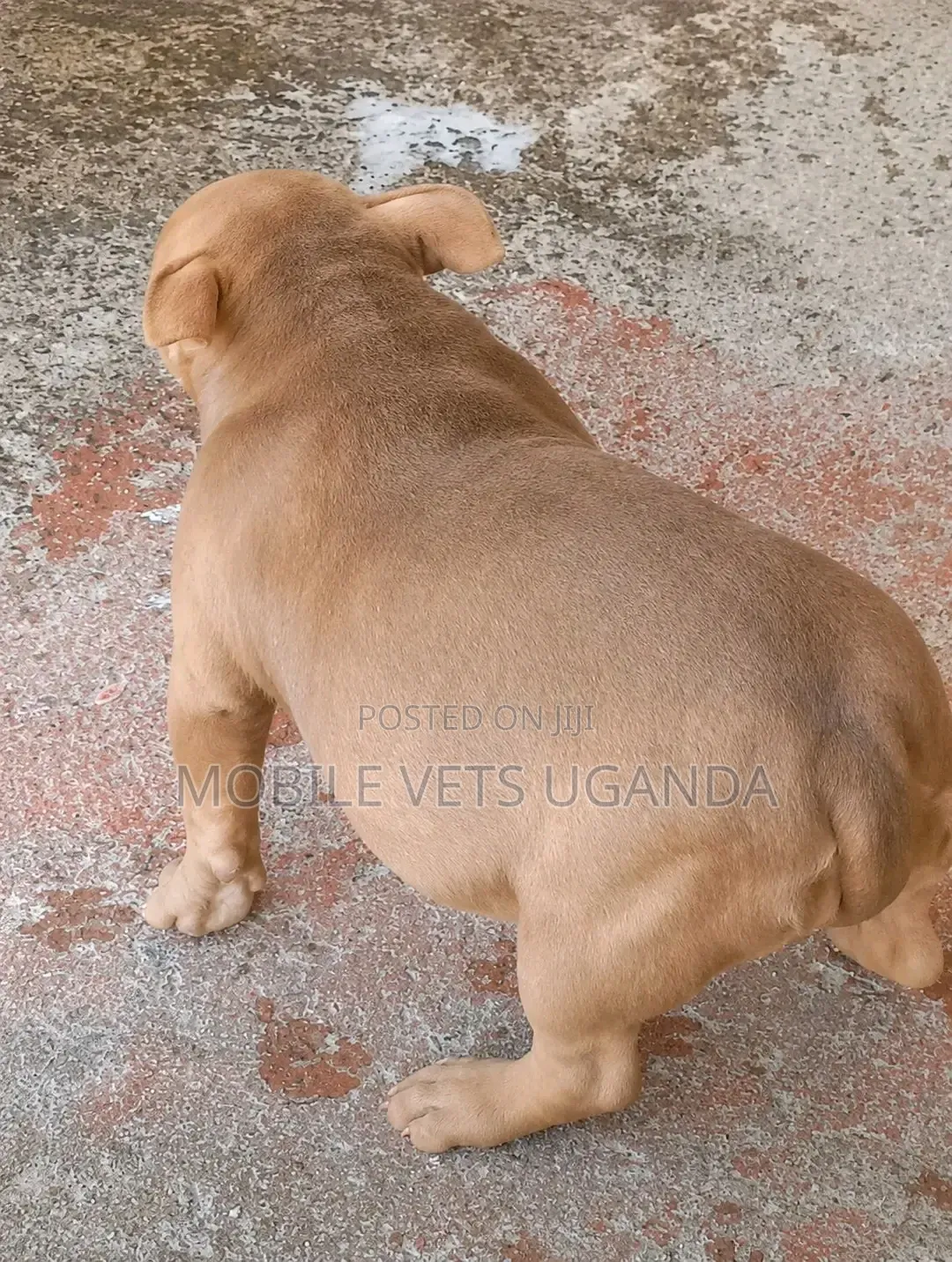0-1 month Male Purebred Boerboel