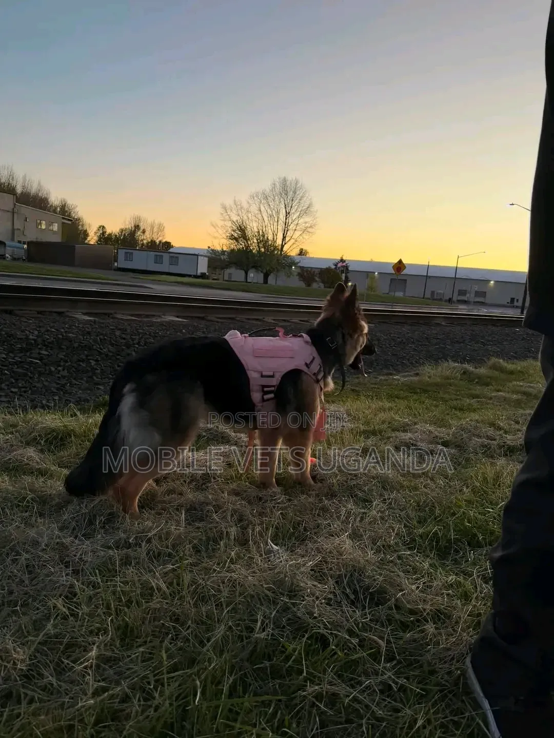 3-6 months Male Purebred German Shepherd