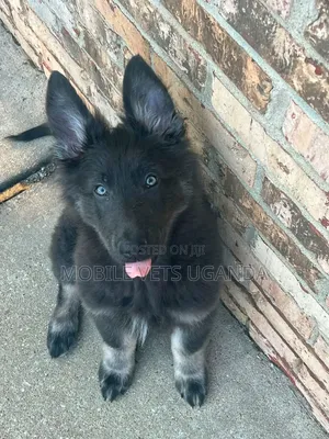3-6 months Female Purebred German Shepherd