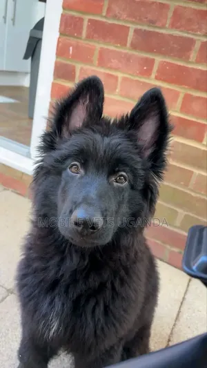 1-3 months Female Purebred German Shepherd