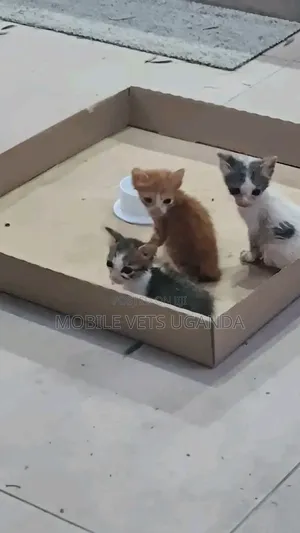 0-1 month Female Purebred Bengal