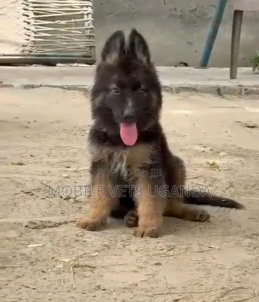 1-3 months Female Purebred German Shepherd
