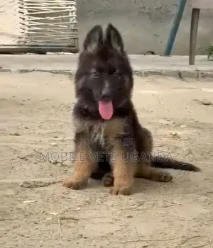 1-3 months Female Purebred German Shepherd