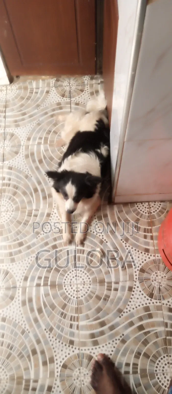 6-12 months Female Purebred Japanese Spitz