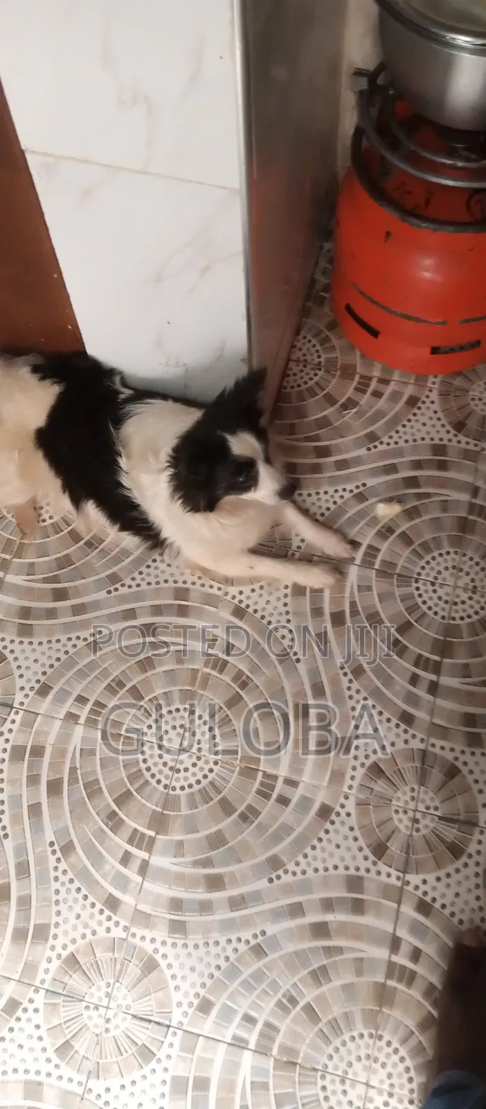 6-12 months Female Purebred Japanese Spitz
