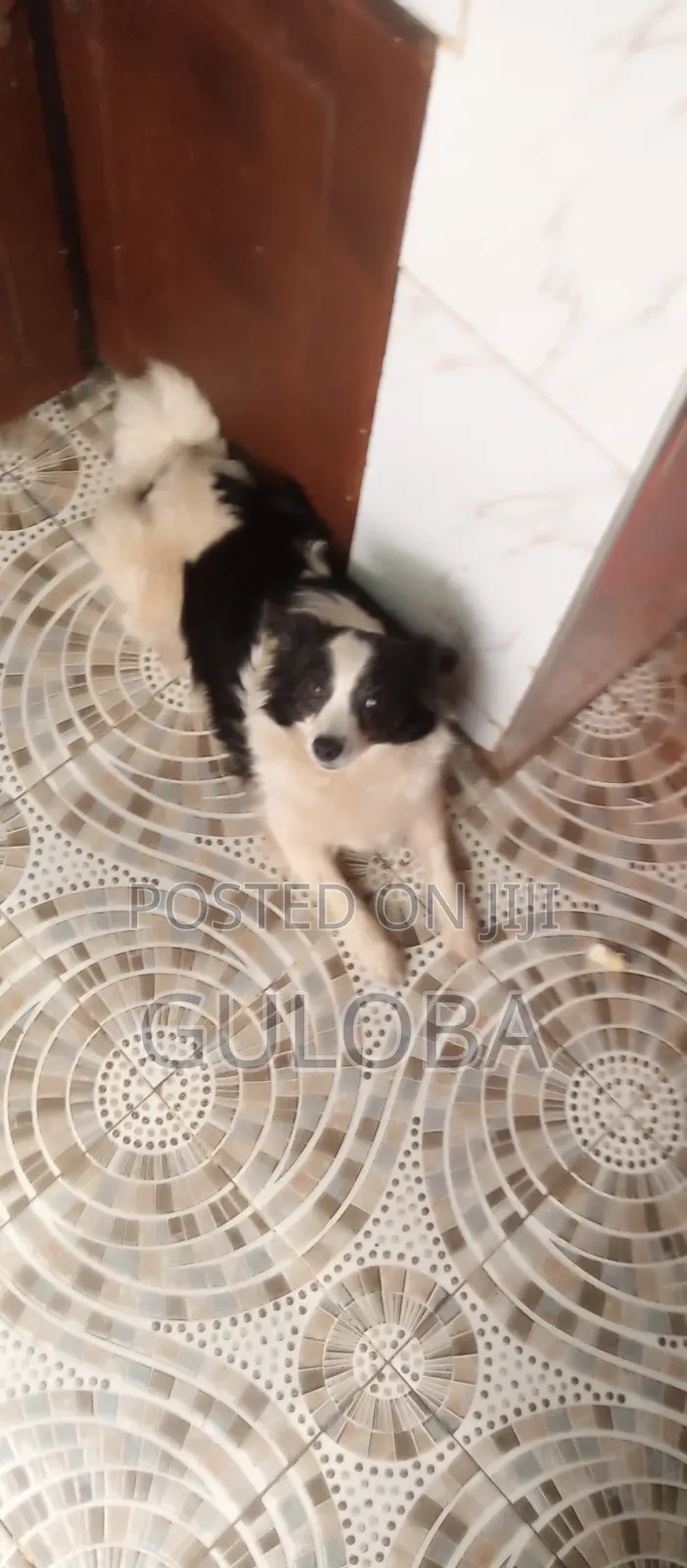 6-12 months Female Purebred Japanese Spitz