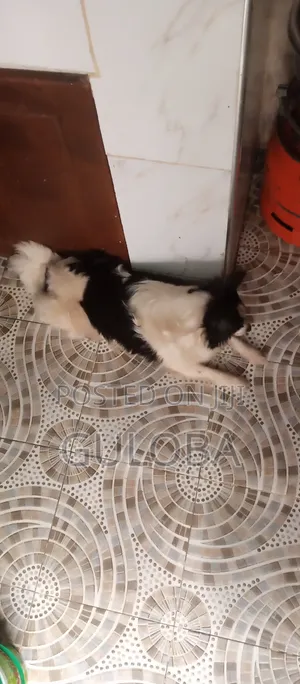 6-12 months Female Purebred Japanese Spitz