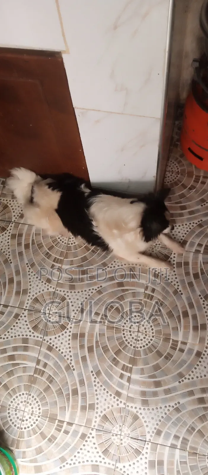 6-12 months Female Purebred Japanese Spitz