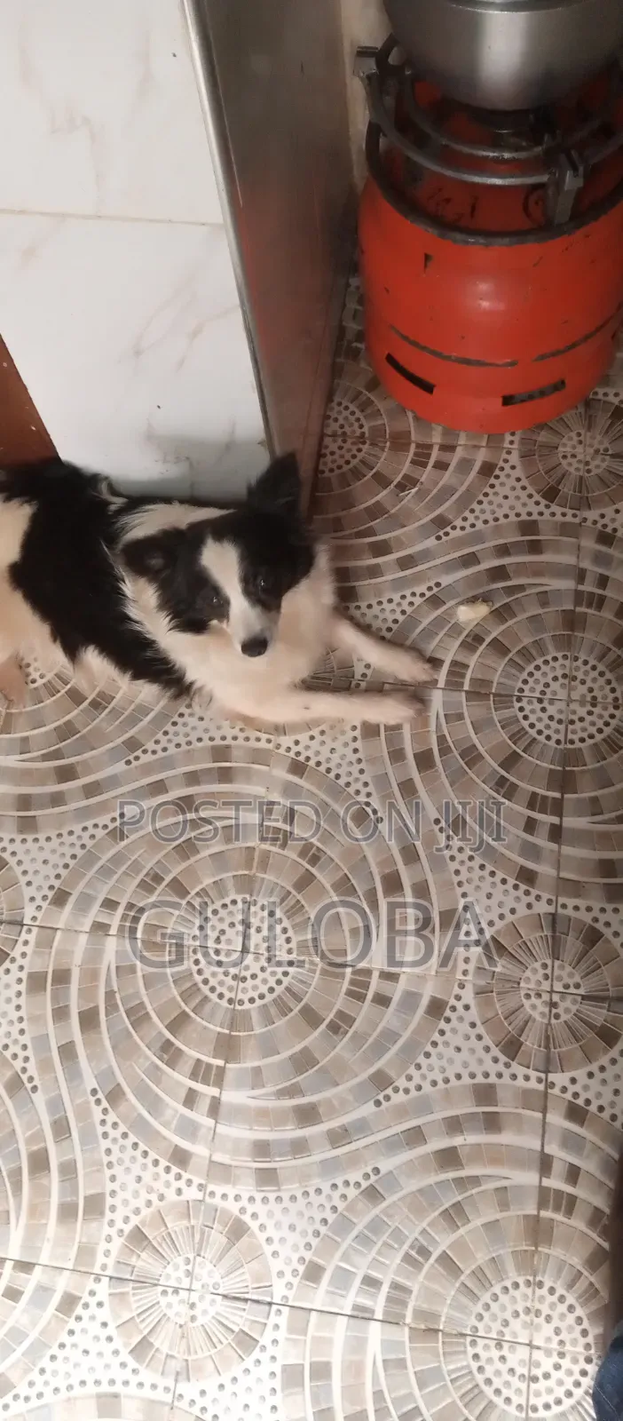6-12 months Female Purebred Japanese Spitz