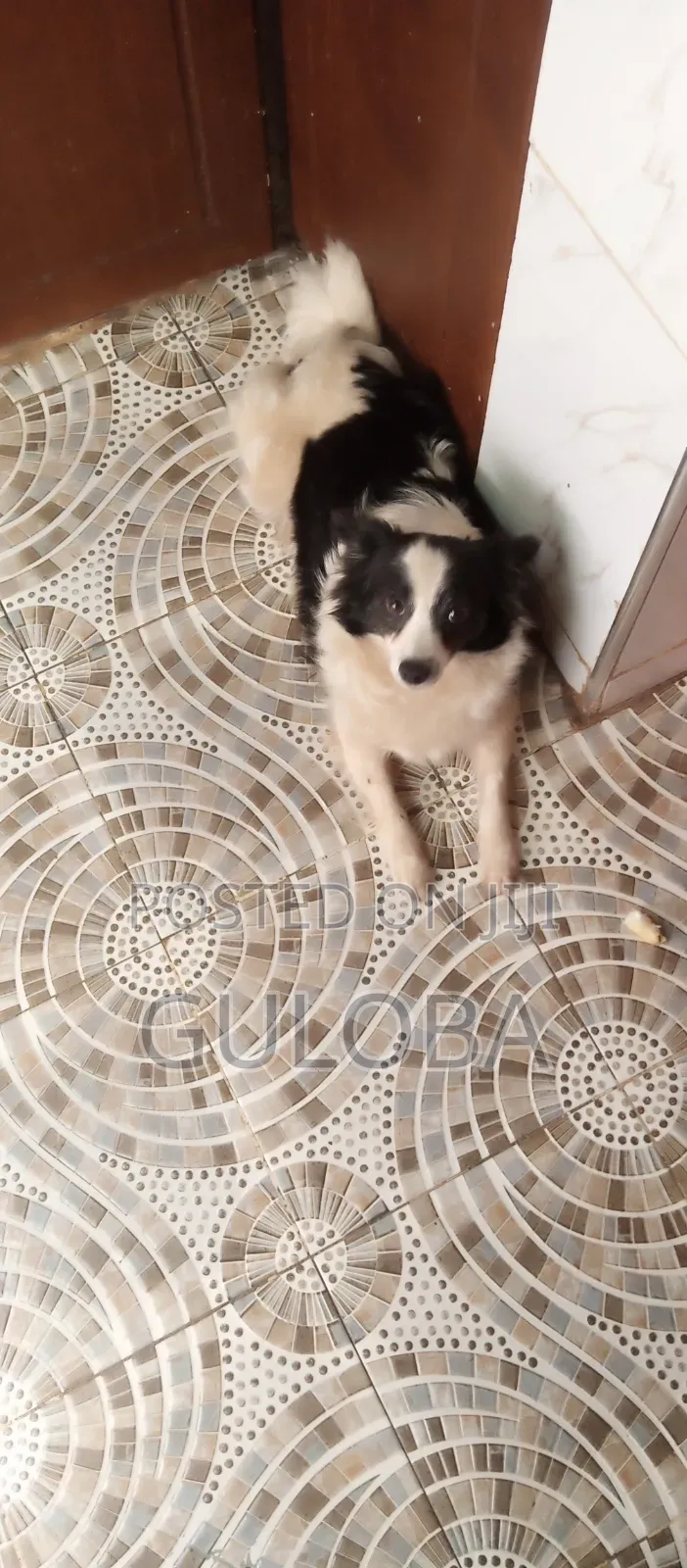 6-12 months Female Purebred Japanese Spitz