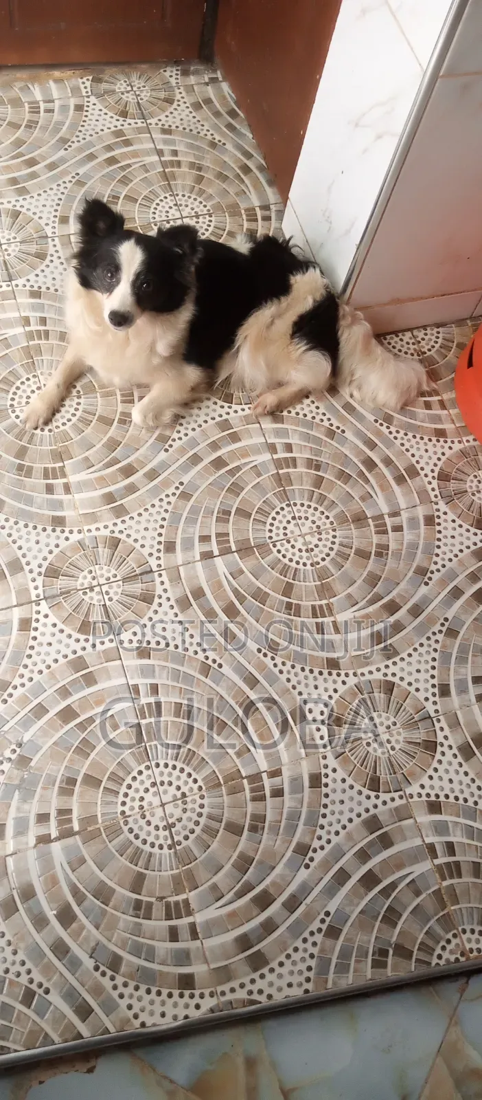 6-12 months Female Purebred Japanese Spitz