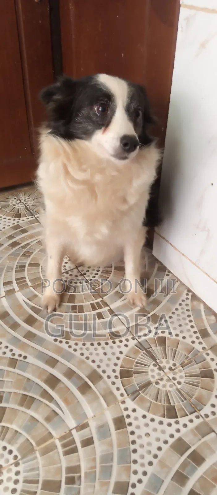 6-12 months Female Purebred Japanese Spitz