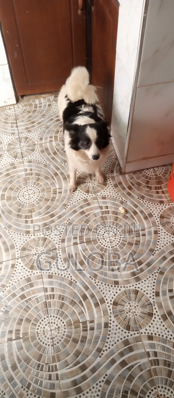 6-12 months Female Purebred Japanese Spitz